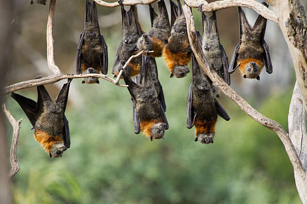Group of Fruit Bats Close up of a group of fruit bats hanging upside down from a tree. Melbourne, Australia. flying fox photos stock pictures, royalty-free photos & images