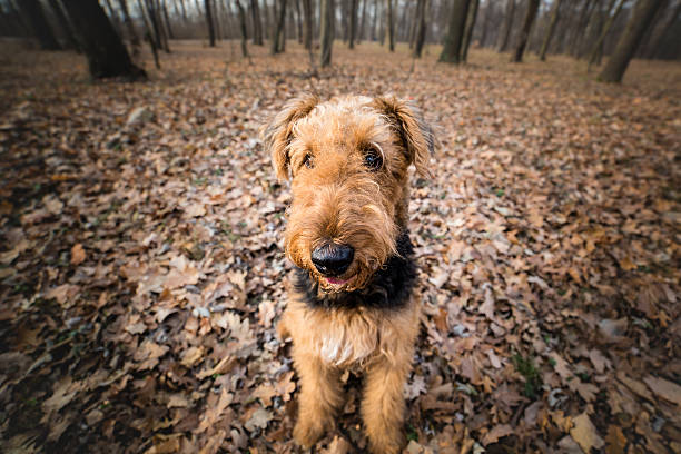 istock Airedale Terrier Dog in the forest portrait 629805390