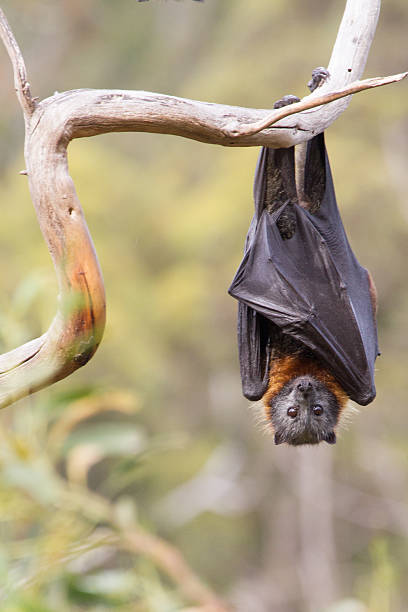 jeden nietoperz owocowy wpatrujący się w ciebie - bat fruit bat mammal australia zdjęcia i obrazy z banku zdjęć