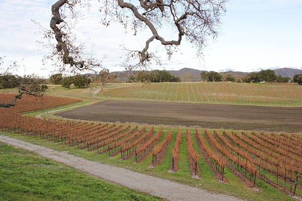 istock Vineyard Grapevines in Late Fall After the Harvest 629809438