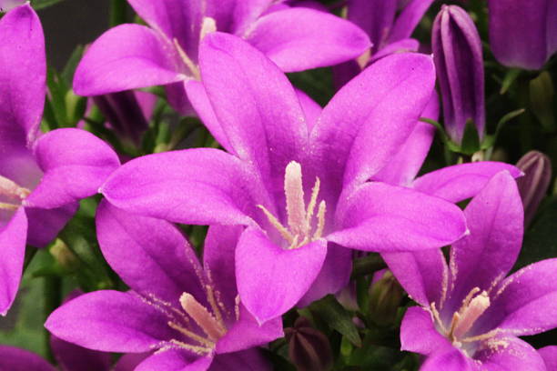 istock Purple Flowers in macro 629809586