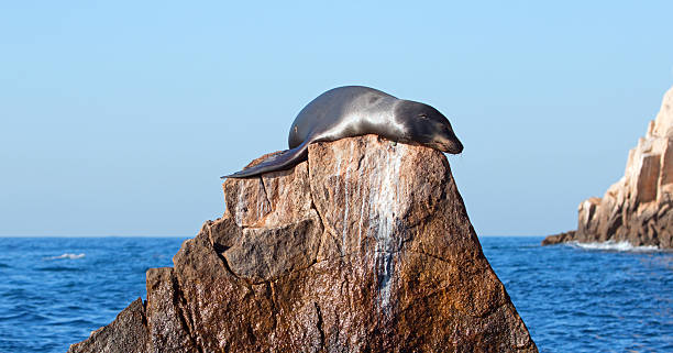 istock California Sea Lion warming himself in the sun 629810600