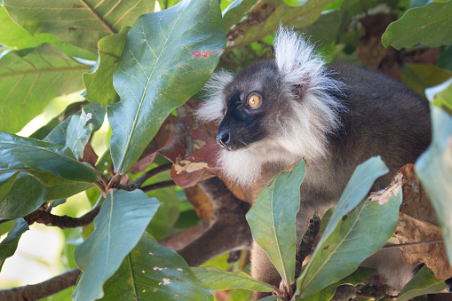 On the island of Nosy Tanikely just off the coast of Madagascar, a wild, female black-and-white ruffed lemur with her tail dangling from a branch looks out from large tree leaves on the edge of a forest along the beach.