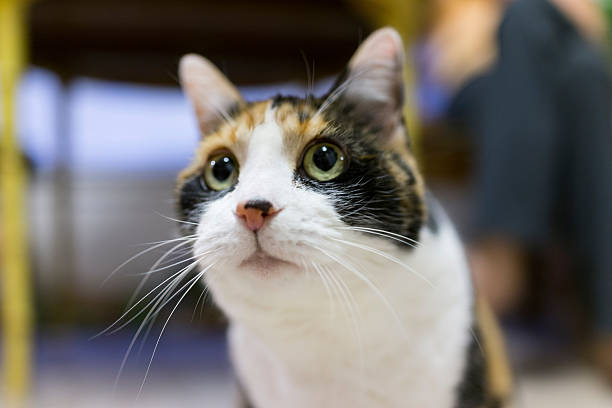 Closeup of cute calico cats face with dilated pupils Closeup of cute calico cats face with dilated pupils dilation stock pictures, royalty-free photos & images