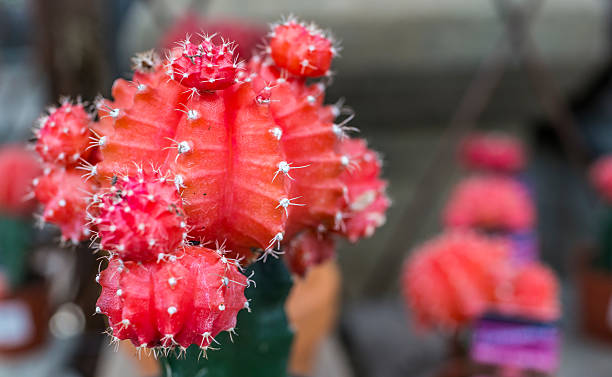 istock Ruby ball red cactus macro closeup of needles 629814296