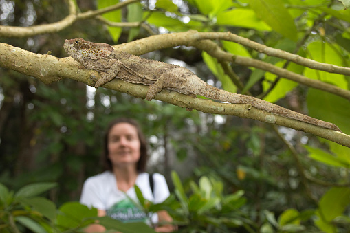 Endemic to the eastern rain forests of Madagascar, a camouflaged, short-horned chameleon remains motionless, clamped onto a branch in the tropical rainforest of Perinet - Andasibe National Park. 