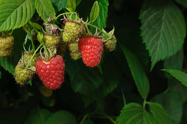 primer plano de frambuesas madurando en la vid - raspberry berry vine berry fruit fotografías e imágenes de stock