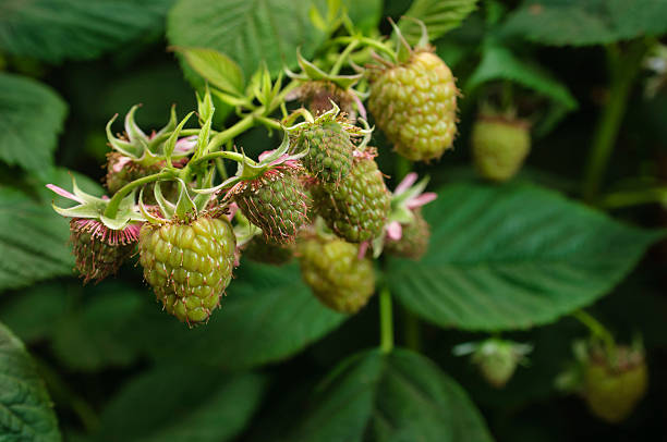 primer plano de frambuesas madurando en la vid - raspberry berry vine berry fruit fotografías e imágenes de stock