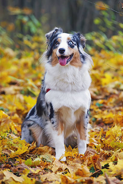 istock Australian Shepherd dog sitting in autumn forest around fallen leaves 629814448