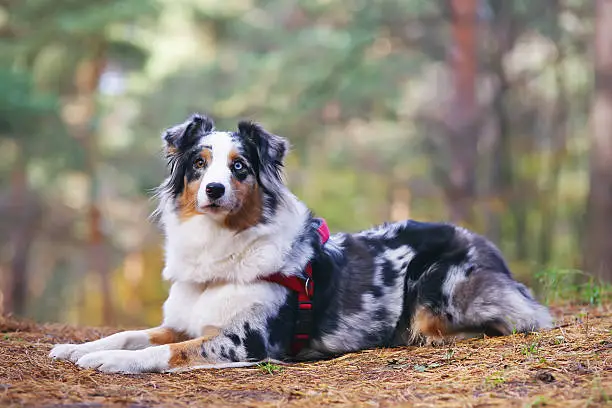 Blue merle Australian Shepherd dog with a red harness lying down in the forest