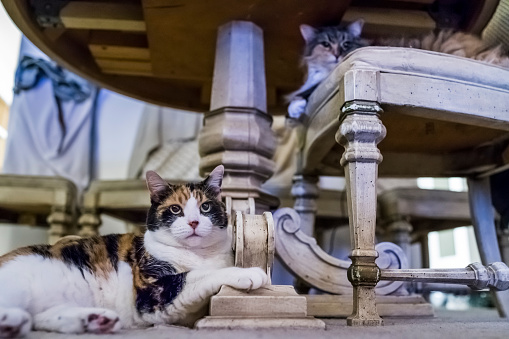 Two cats sitting under a table with one on chair