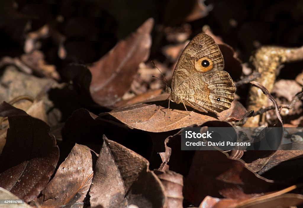Camouflaged Madagascar eyespot butterfly rainforest Andasibe National Park Camouflaged like the leaf litter, an eyespot patterned butterfly warms himself in a sunny spot on the forest floor in Perinet - Andasibe National Park, Madagascar.  Butterfly - Insect Stock Photo