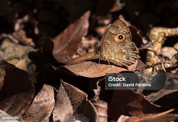 Camouflaged Madagascar Eyespot Butterfly Rainforest Andasibe National Park Stock Photo - Download Image Now