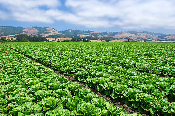 Rows of Romaine Lettuce Growing on Farm