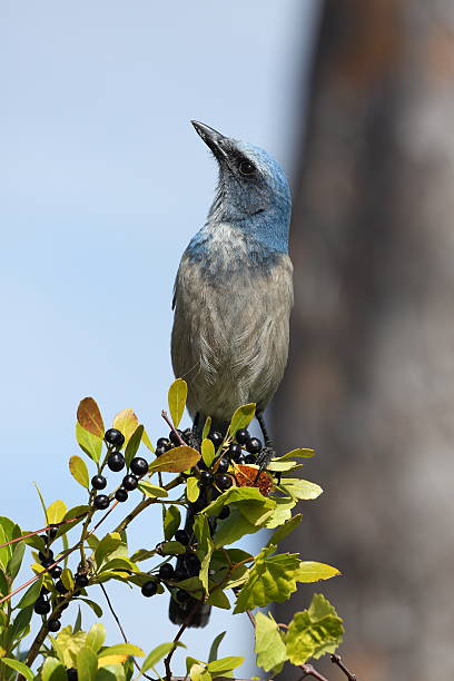 Florida Scrub Jay stock photo