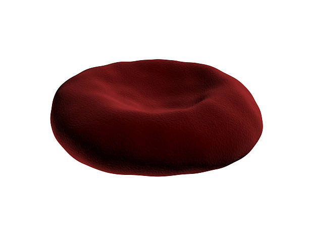 Red Blood cell, erythrocyte stock photo
