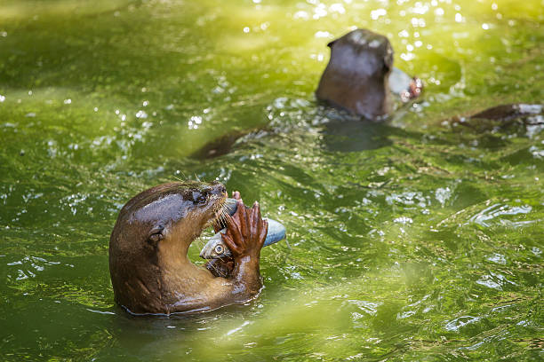 Otter eating fish in the water stock photo