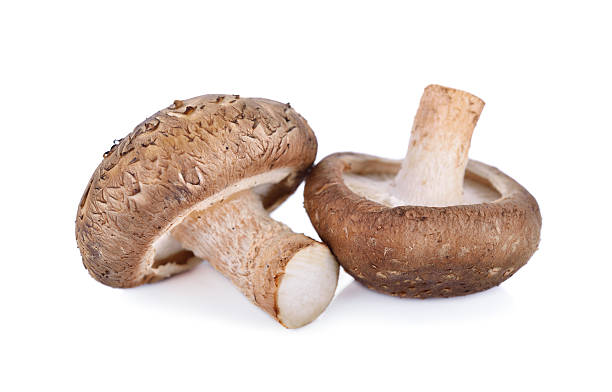 istock fresh Shiitake mushroom on white background 629821096