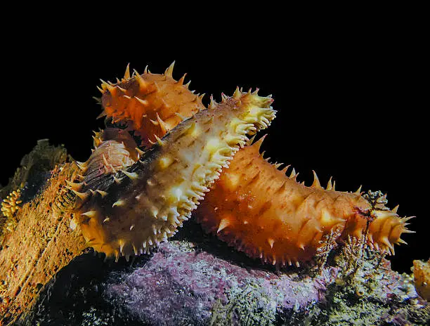 A pair of California Sea Cucumbers (Parastichopus californicus) embracing at a cold dark depth of 85 ft.