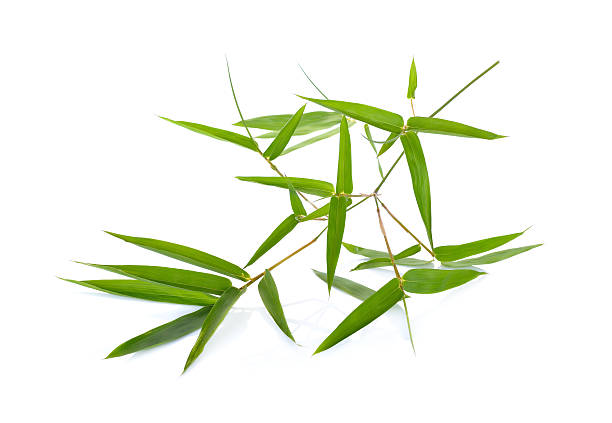istock fresh green bamboo branch with leaves on white background 629821382