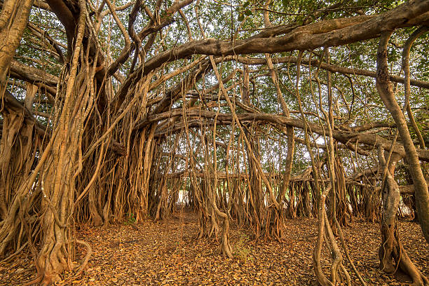 fantastische banyan tree in morgen sonnenlicht - root tree sarasota tropical climate stock-fotos und bilder