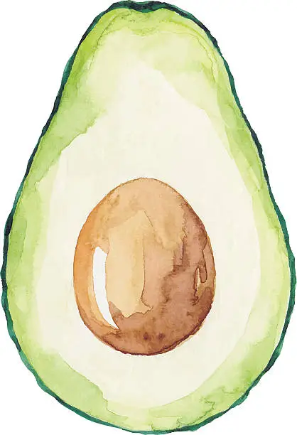 Vector illustration of Watercolor Avocado