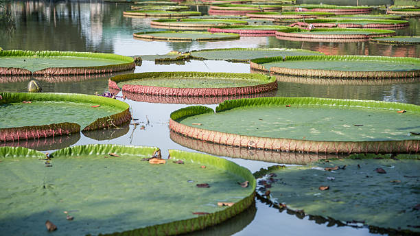 istock Background leaves ,Victoria waterlily Background 629822420