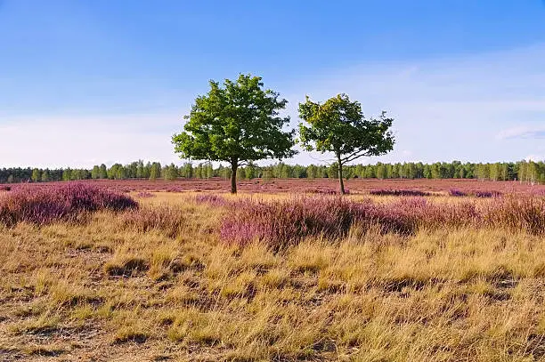 Heath landscape with flowering Heather, Calluna vulgaris