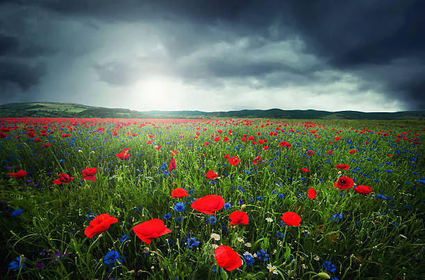 istock Close up poppy field 629826818