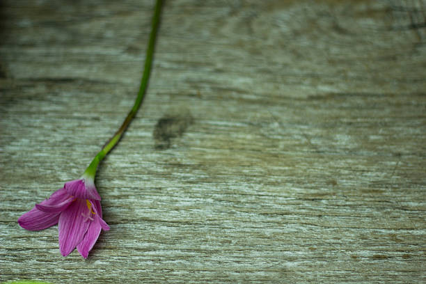istock flowers zephyranthes Pink on black background A bright green sta 629827228