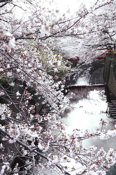istock cherry blossom, Japanese spring scenics 629828148