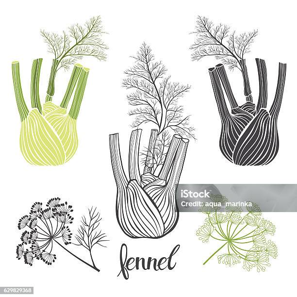 Fennel Vector Fennel Isolated Vector Elements On A White Background Stock ...