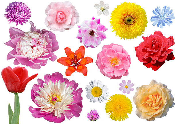 istock Set of flower heads isolated on white background 629830812
