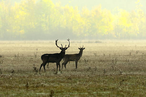 damhirsche im morgenlicht - fallow deer fawn deer fallow field stock-fotos und bilder