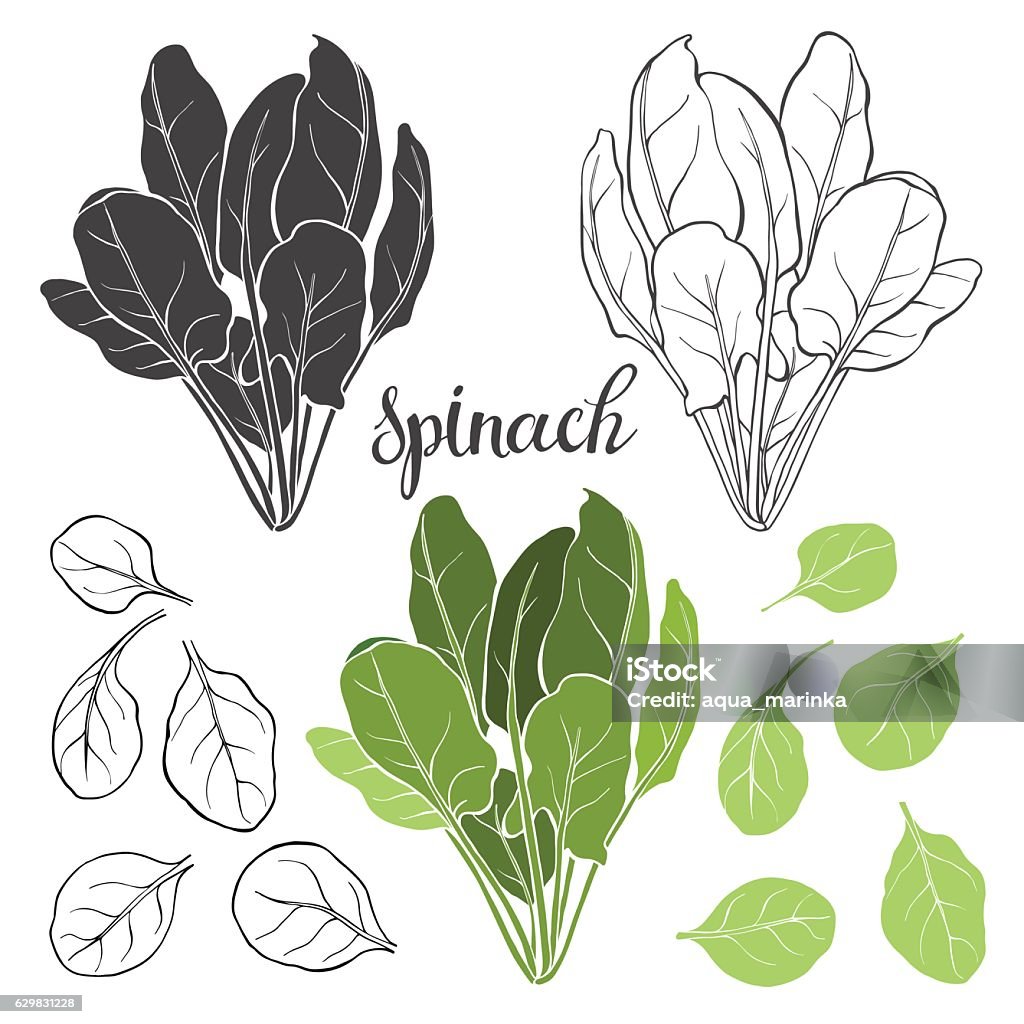 Spinach, isolated vector elements on a white background. Spinach. Hand drawn vector illustration, sketch. Elements for design. Spinach stock vector