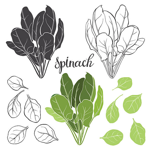 Spinach, isolated vector elements on a white background. Spinach. Hand drawn vector illustration, sketch. Elements for design. spinach stock illustrations