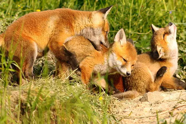 family of red foxes playing near the den, cute happy cubs ( Vulpes )