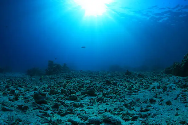 Damaged coral reef underwater in the red sea