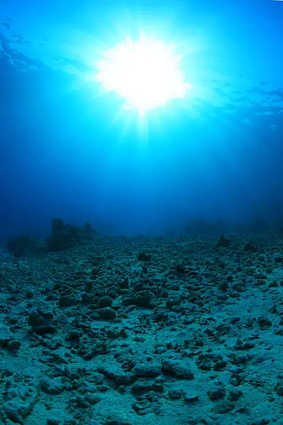 Damaged coral reef underwater in the red sea