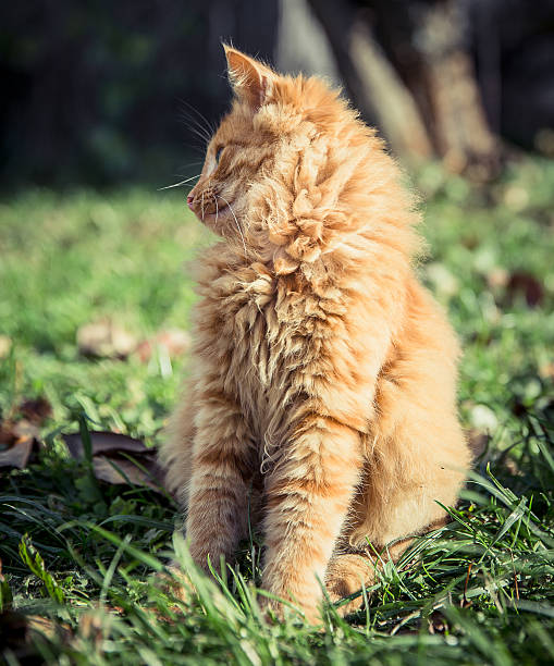 istock Red domestic tomcat among the grass and leaves 629833412