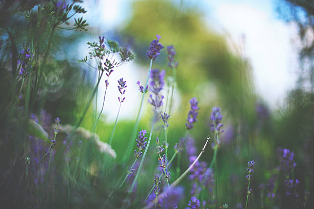 istock Lavender on a warm summer day 629833660