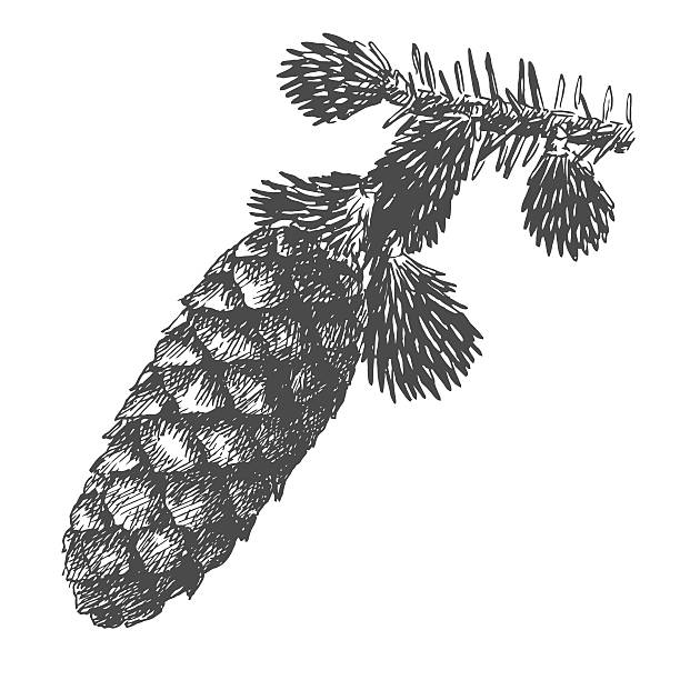 針でモミの枝に松ぼっくりを描く手。 - pine tree pine cone branch isolated点のイラスト素材／クリップアート素材／マンガ素材／アイコン素材