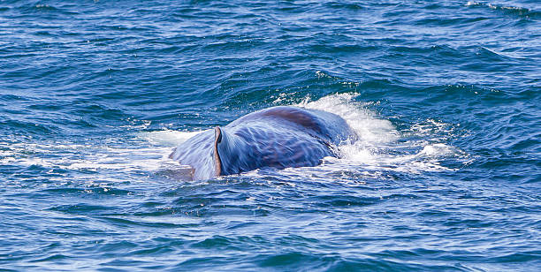 istock Large Sperm Whale near Iceland 629833754