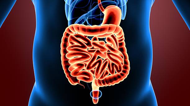 istock 3d illustration human body part 629834112