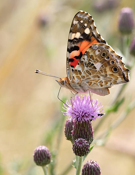 istock Vanessa cardui the painted lady or cosmopolitan 629835418