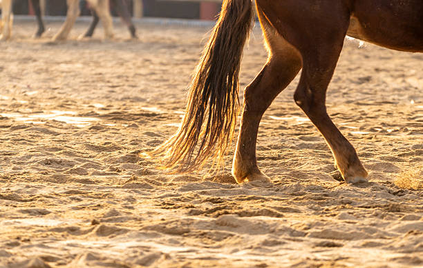 istock horse walking on sands 629835462