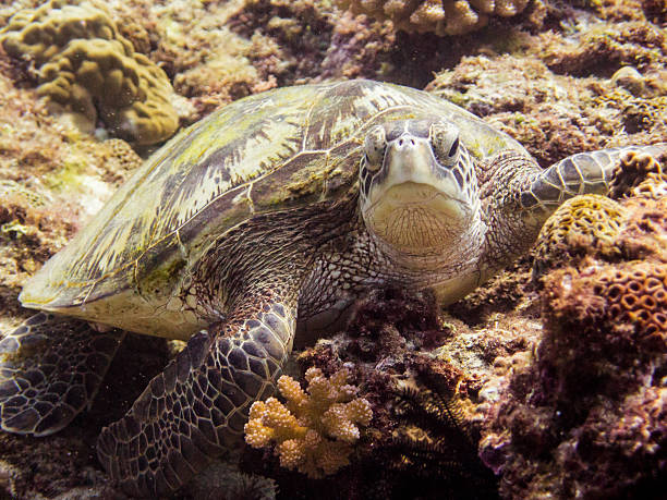 istock Green sea turtle on coral 629836686