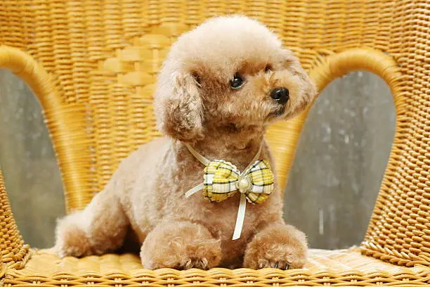 Dog, Toy Poodle