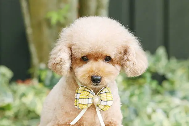 Dog, Toy Poodle