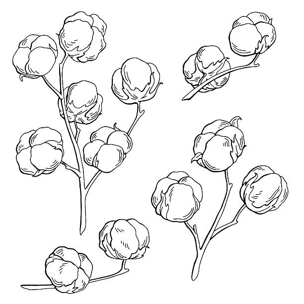 Cotton Plant Graphic Black White Isolated Sketch Illustration Vector Stock  Illustration - Download Image Now - iStock